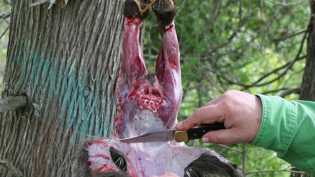 Cooking Porcupine: Porcupine, skinning, tailbone