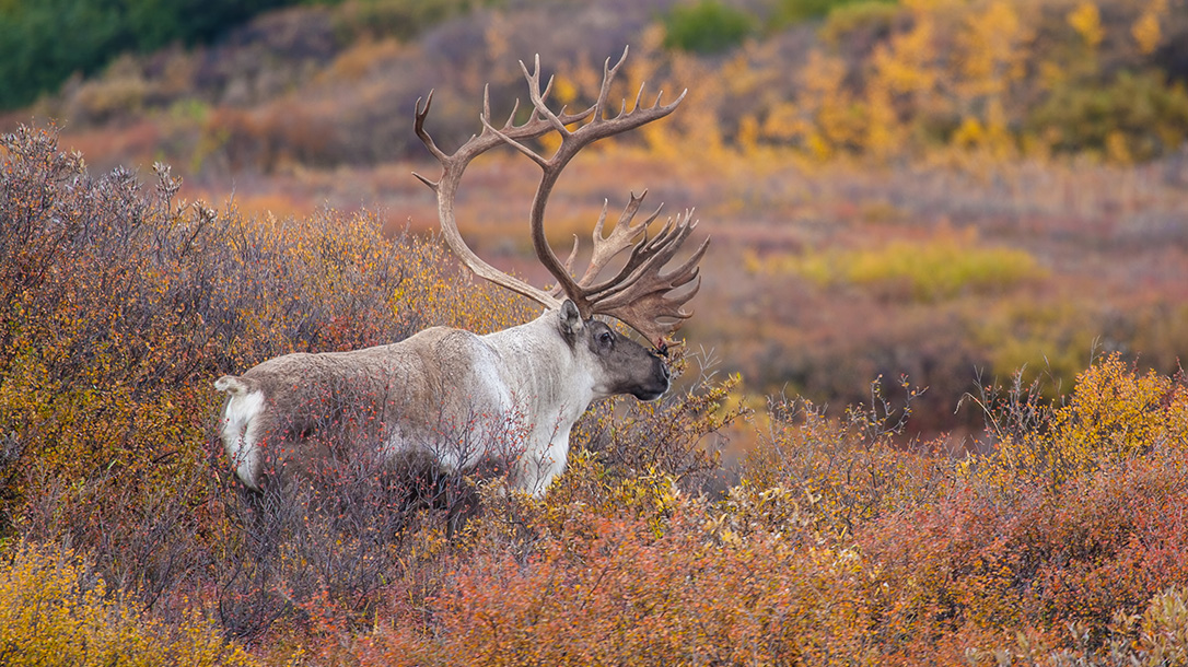 Caribou, hunting