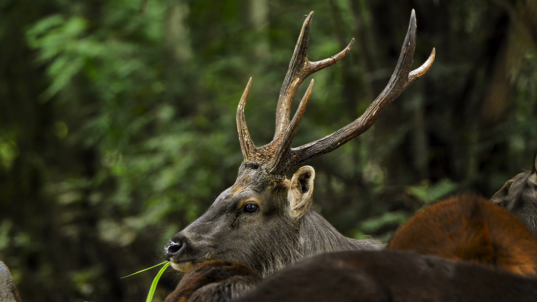 Sambar deer, Rusa Deer