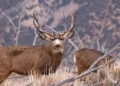 Chasing the Grey Ghost – Mule Deer Hunting
