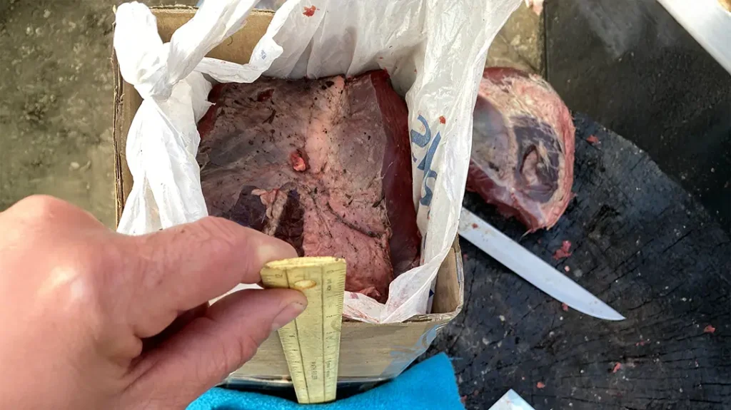 .380 ACP Meat Test: The author created a flesh test target by layering heavy slabs of deer meat to a thickness of 8 inches, an approximation of the thickness of the average man’s body front to back.
