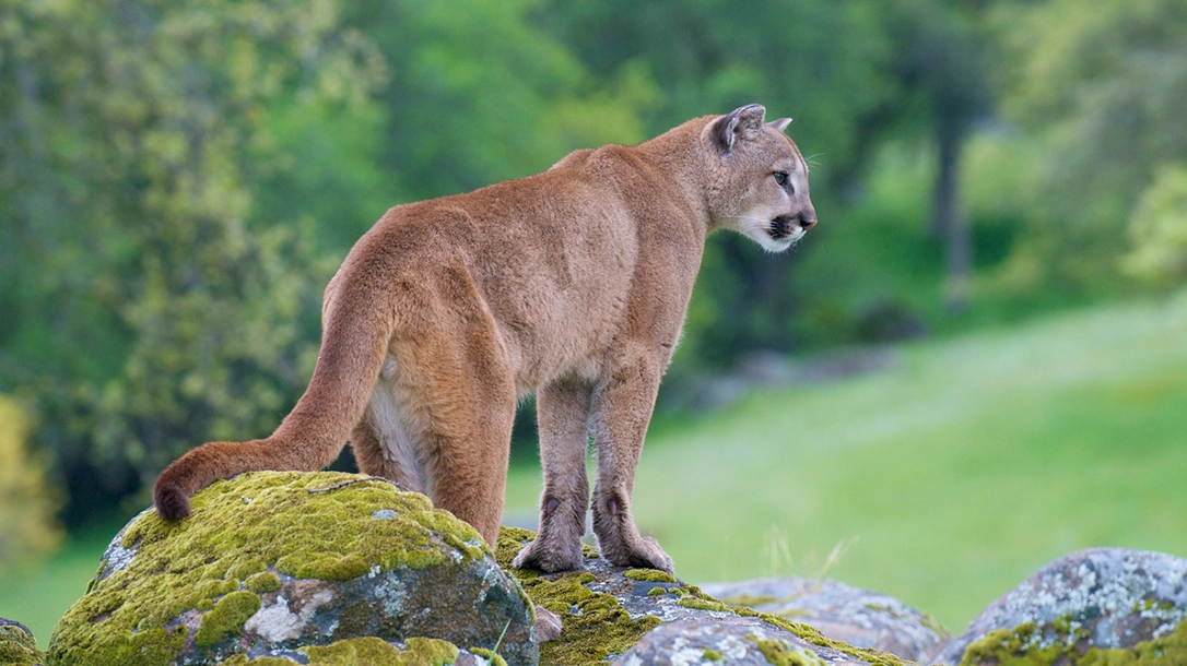 Mountain Lion Encounters: Rare, But Potentially Deadly